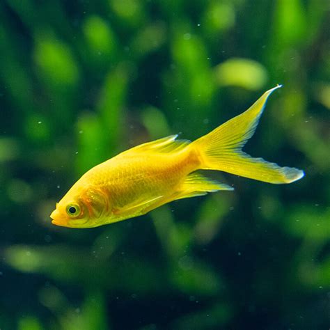 黃色金魚
